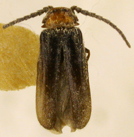 Crudosilis magadanica, paratype, color image