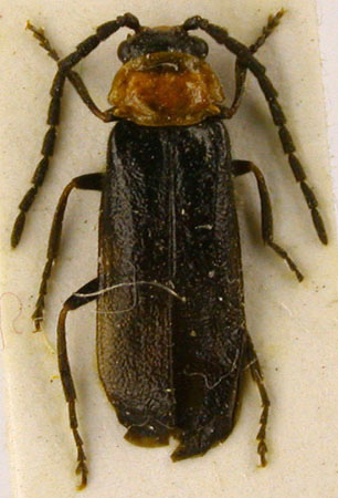 Crudosilis tschernyshevi, holotype, color image