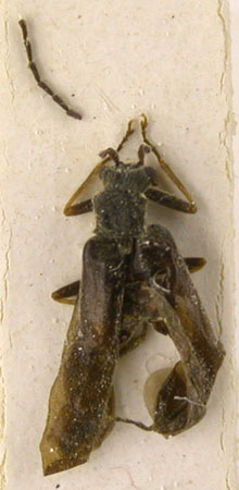 Dichelotarsus barkalovi, paratype, color image