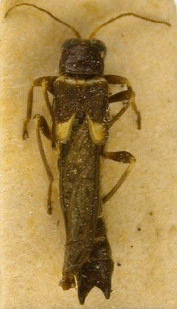 Ichtyurus propomacrus, syntype, color image