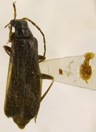 Rhagonycha fonticola, paratype, color image