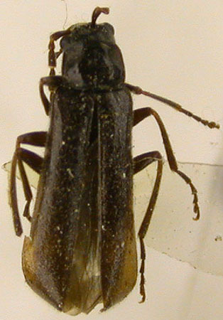 Rhagonycha hyperborea, paratype, color image