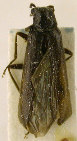 Rhagonycha mandibularis sibiriana, paratype, color image