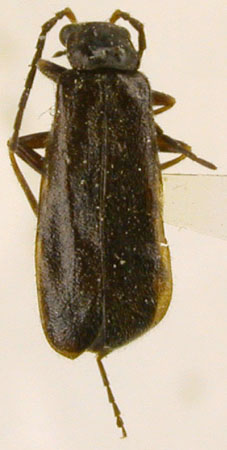 Rhagonycha matisi, paratype, color image