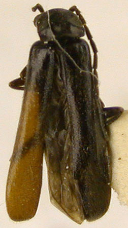 Rhagonycha planicollis, paratype, color image
