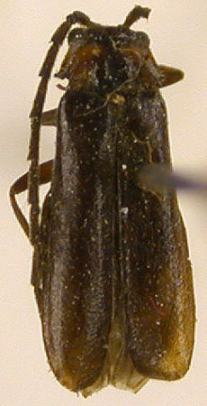 Silis dzhungarica, paratype, color image