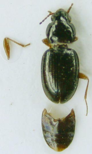  Bembidion demidenkoae, holotype, color image