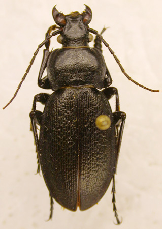Carabus eschscholtzi zyrjanovskianus, holotype, color image