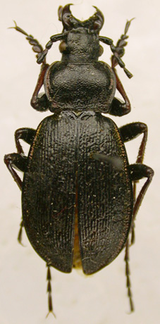 Carabus odoratus antropovae, holotype, color image