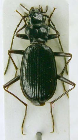Nebria arinae arinae, holotype, color image