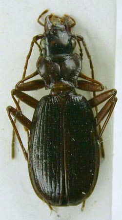 Nebria arinae zinchenkoi, holotype, color image