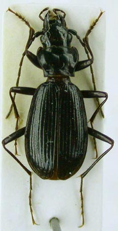 Nebria mellyi teletskiana, holotype, color image