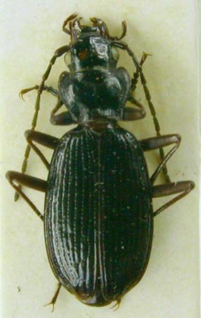 Nebria roddi, holotype, color image
