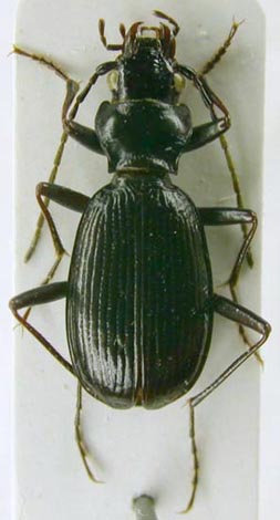 Nebria sajana dubatolovi, holotype, color image