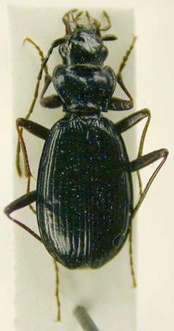 Nebria sajana lomakini, holotype, color image