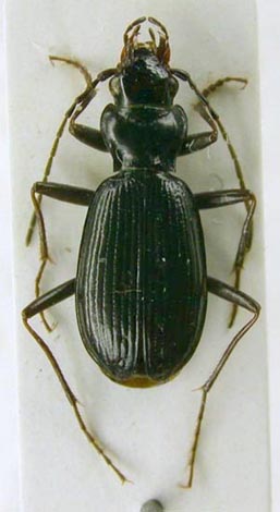 Nebria sajana sitnikovi, holotype, color image