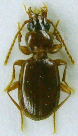 Trechus pulvinipenis ivanensis, holotype, color image