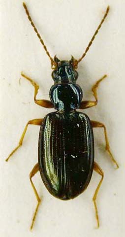 Bembidion adygorum, paratype, color image