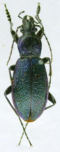 Carabus (Morphocarabus) hummeli gustavi, paratype, color image