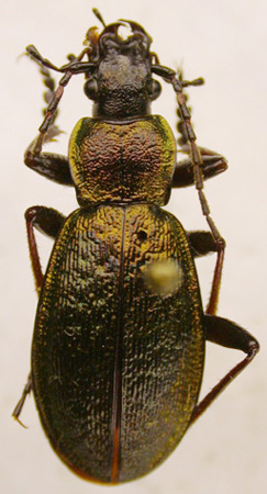 Carabus odoratus dabanensis, paratype, color image