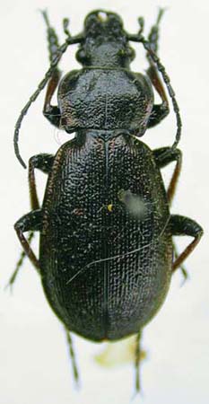 Carabus (Morphocarabus) odoratus telezkianus, paratype, color image
