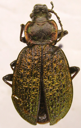 Carabus (Morphocarabus) zherichini, paratype, color image