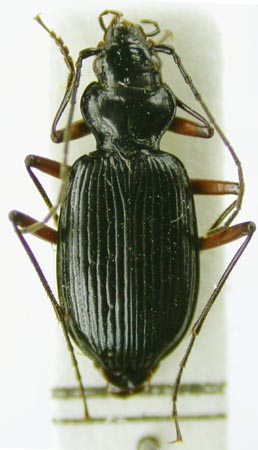 Nebria bargusinica, paratype, color image
