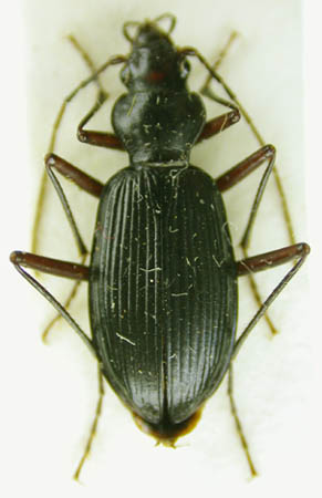 Nebria nataliae, paratype, color image