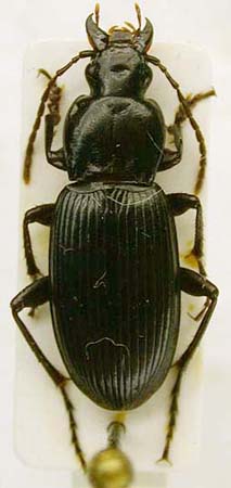Poecilus timuri, paratype, color image