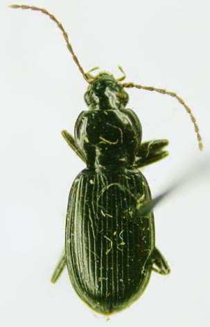 Pterostichus (Cryobius) bargusinicus, paratype, color image