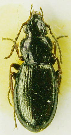 Pterostichus (Cryobius) tunkinensis, paratype, color image