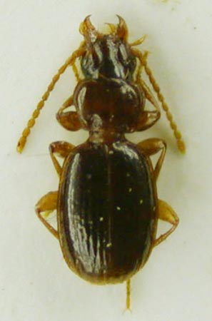 Trechus compactulus, paratype, color image