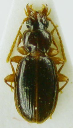 Trechus dudkorum, paratype, color image