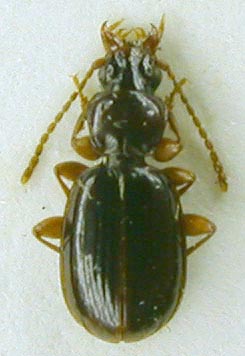 Trechus kantegiricus, paratype, color image