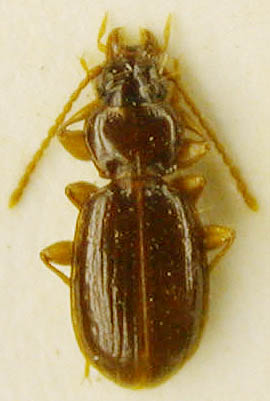 Trechus manensis, paratype, color image
