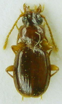 Trechus minaicus, paratype, color image