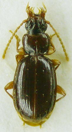 Trechus onicus, paratype, color image