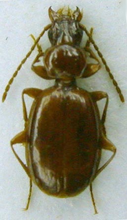 Trechus pamirensis, paratype, color image
