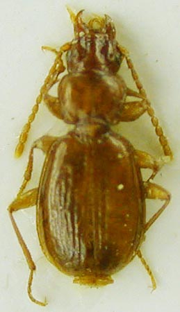 Trechus teletskianus, paratype, color image