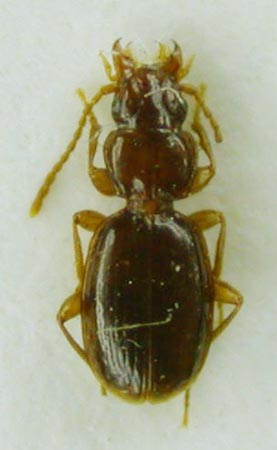 Trechus toroticus, paratype, color image