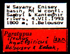 Paratype labels, color image