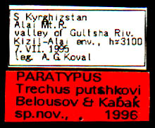 Paratype labels, color image