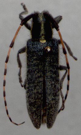 Agapanthia altaica, paratype, color image
