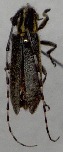 Agapanthia helianthi, paratype, color image