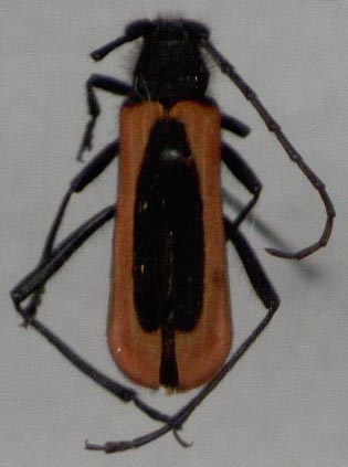 Amarysius altajensis ussuricus, paratype, color image