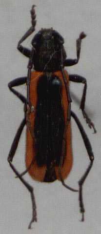 Amarysius duplicatus, holotype, color image