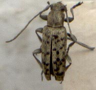 Atimia nadezhdae, holotype, color image