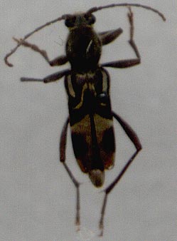 Chlorophorus motschulskyi chasanensis, holotype, color image