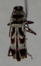 Chlorophorus ubsanurensis, holotype, color image