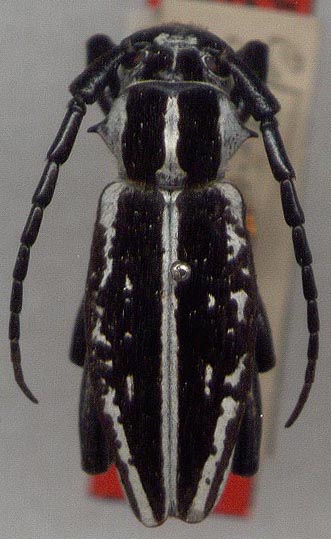 Compsodorcadion akmolicum, holotype, color image